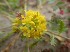 Lepidium flavum felipense