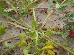 Lepidium flavum felipense