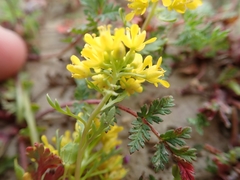 Lepidium flavum felipense