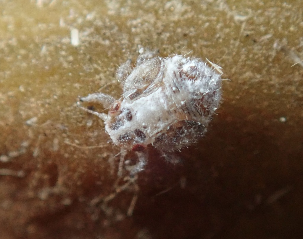 Neophyllura arbuti