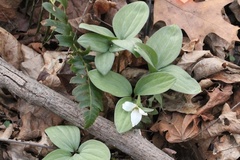 Trillium nivale