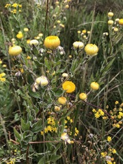 Helichrysum setosum