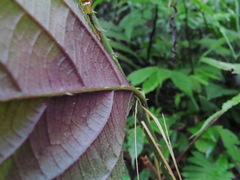 Rubus pyrifolius