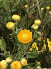 Helichrysum setosum