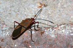 Dysdercus intermedius