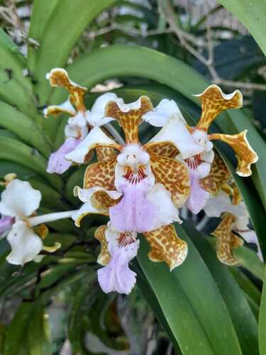 Vanda tricolor