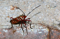 Dysdercus intermedius