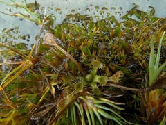 Drosera stenopetala