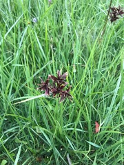 Cyperus nitidus