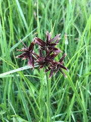 Cyperus nitidus