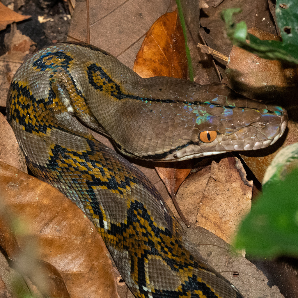 Reticulated Python from Central Water Catchment, Singapore on October ...