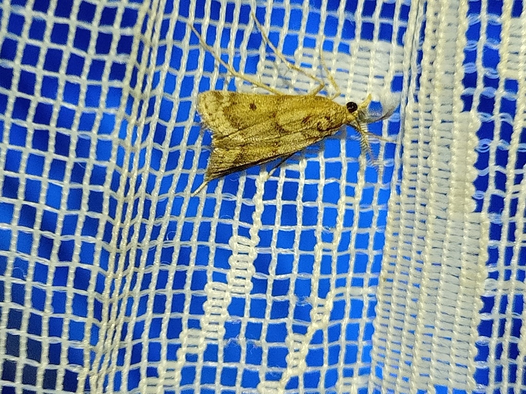 Prionapteryx lancerotella