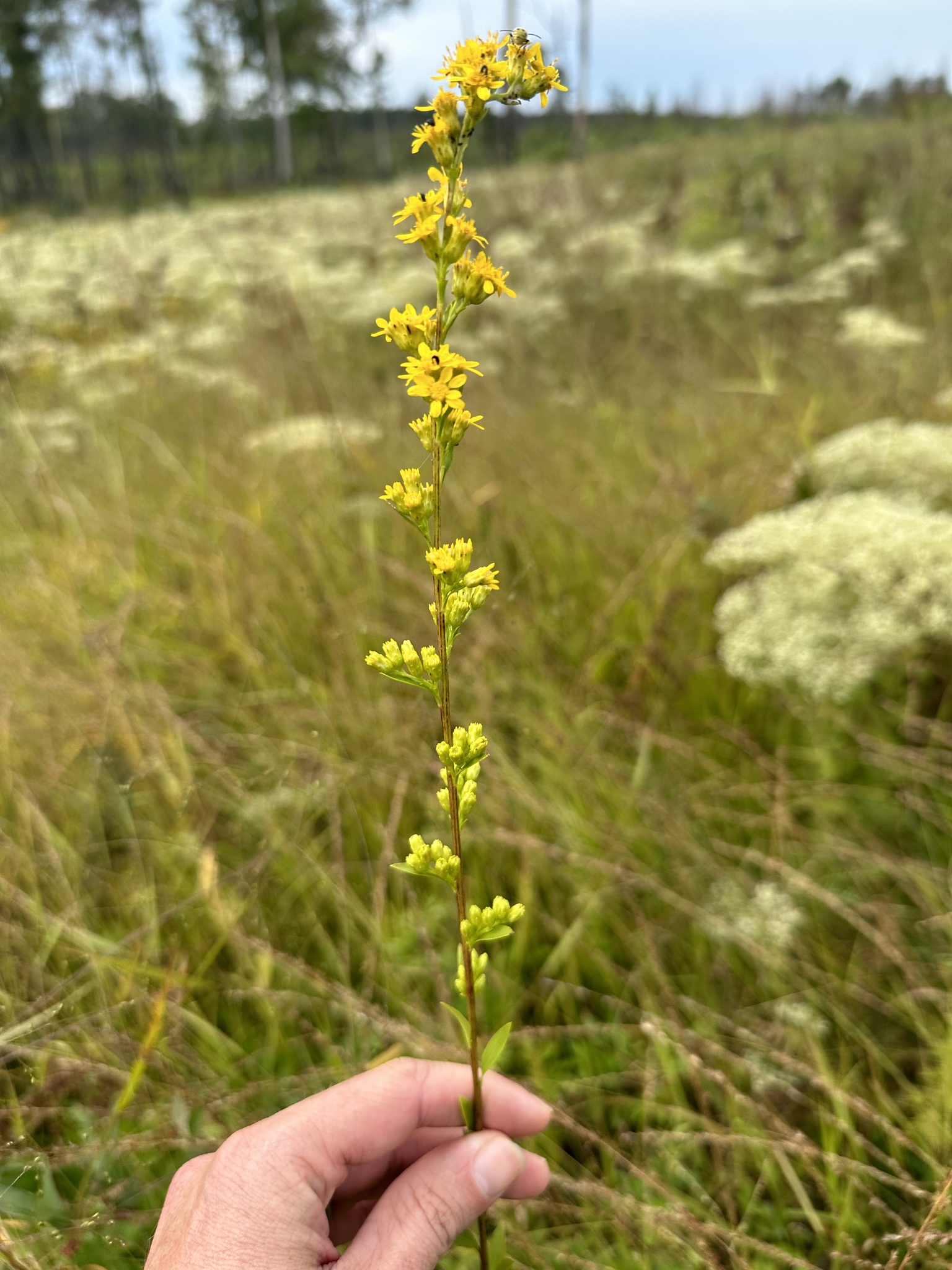 Solidago tarda