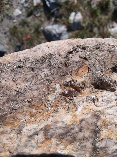 iNaturalist observation photo of Long-tailed Silverfish