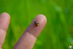 Stenodacma pyrrhodes