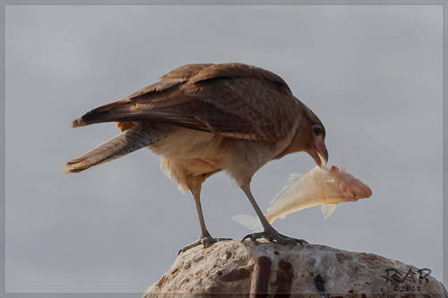 Odontesthes bonariensis