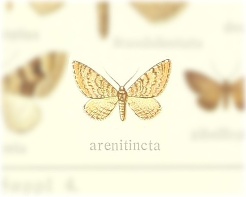 Eupithecia arenitincta