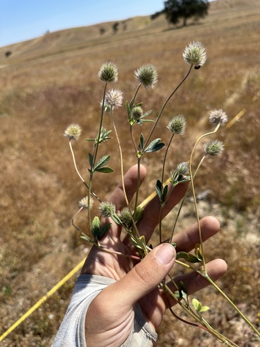olive clover (Trifolium olivaceum)
