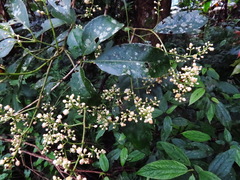 Turpinia ternata