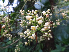 Turpinia ternata