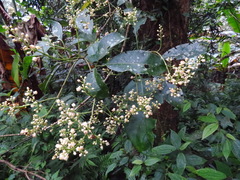 Turpinia ternata