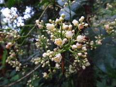 Turpinia ternata