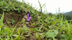 Viola inconspicua nagasakiensis