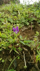 Viola inconspicua nagasakiensis