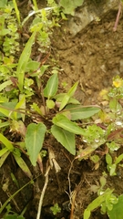 Viola inconspicua nagasakiensis