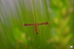 Stenodacma pyrrhodes