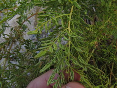 Cryptogramma fumariifolia