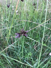 Cyperus nitidus