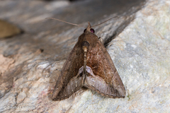 Hypena telamonalis