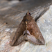 Hypena telamonalis - Photo (c) A Lamberts, algunos derechos reservados (CC BY-NC), subido por A Lamberts