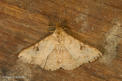 Mosopia pallidusalis