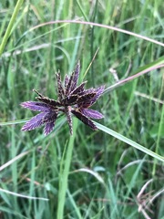Cyperus nitidus