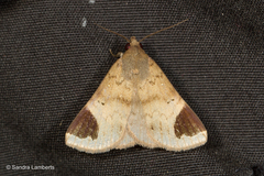Mecodina poaphiloides