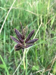 Cyperus nitidus