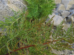 Cryptogramma fumariifolia