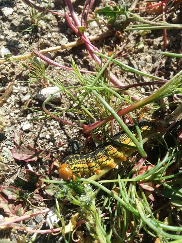 iNaturalist observation photo of White-lined Sphinx