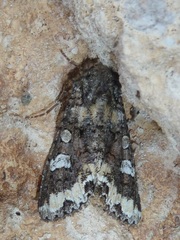 Mamestra configurata