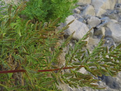 Cryptogramma fumariifolia
