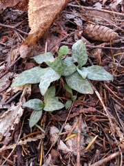 Goodyera tesselata image