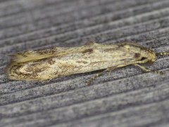 Blastodacna bicristatella
