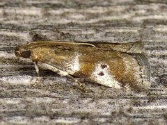 Acrobasis vaccinii
