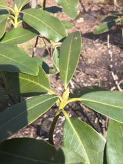 Rhododendron carolinianum