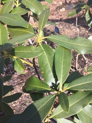 Rhododendron carolinianum