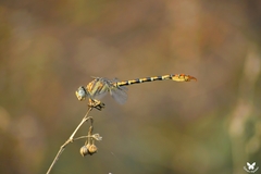 Paragomphus lineatus