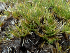 Oreobolus pectinatus