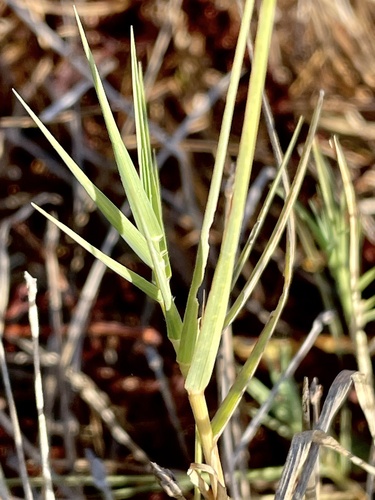 Inland Saltgrass foliage
